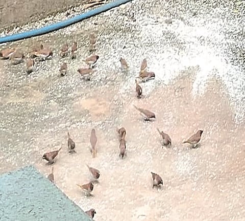 The school of birds fills the courtyard of the house