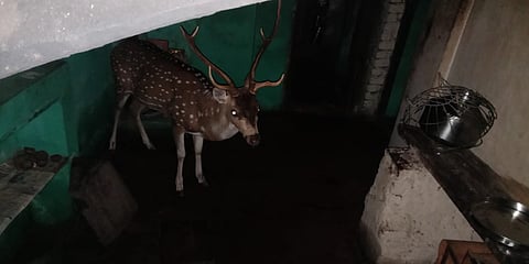 Women injured in spotted deer attack
