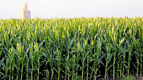 corn crop 1.jpg