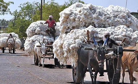 There is no price for cotton in the market