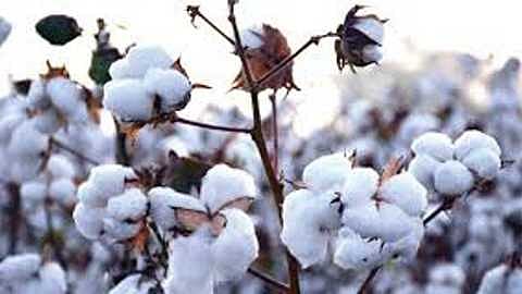 akola murtizapur needs center for cotton purchesing