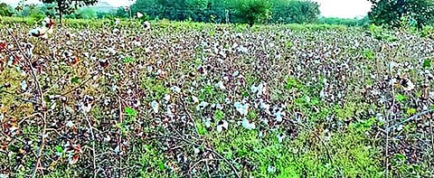 cotton farm