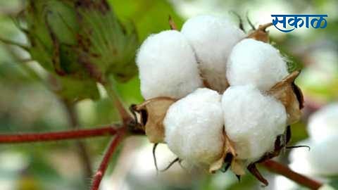 Akola Agriculture News Four thousand farmers have not received seed subsidy even after the end of cotton season