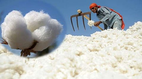 cotton