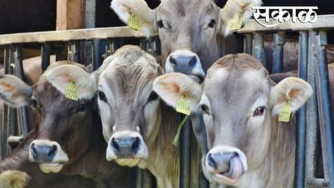 Akola Marathi News Government milch cattle distribution scheme; Meeting of Social Welfare Committee.