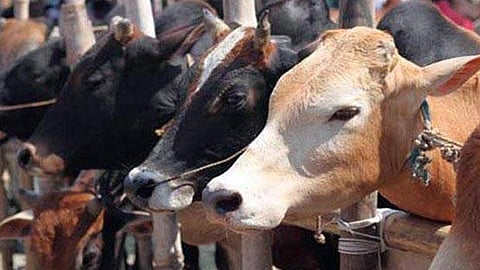 cow