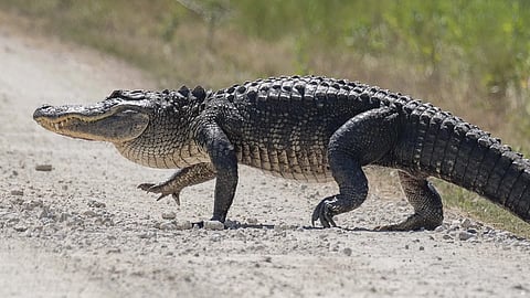 crocodile near naldurg