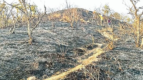 Satara Latest Marathi News