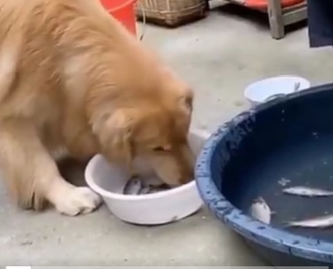 dog nd fish