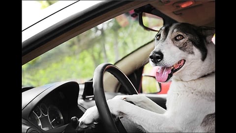 man teaching his dog to drive car in usa