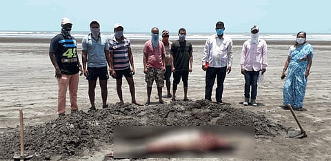 two dead dolphins found in Palande Dapoli taluka ratnagiri