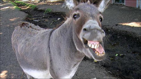 donkey
