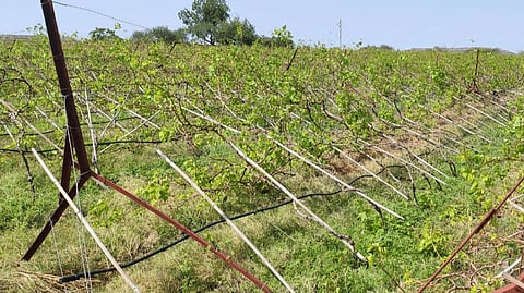 Two and a half acre grape garden flat in zare sangli marathi news