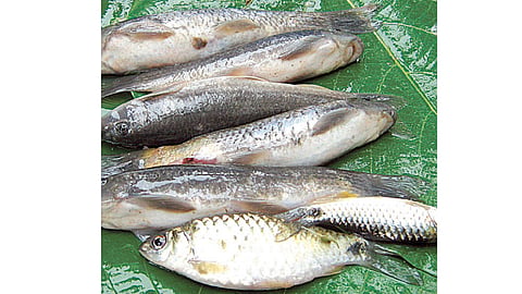 Fish Famine In Devgad Kokan Marathi News