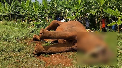 elephant