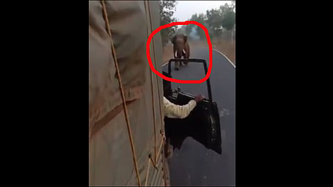 angry elephant chases tempo karnataka video viral