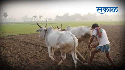 money on 7 12 of income tax paying farmers who take kisan samman fund in yavatmal