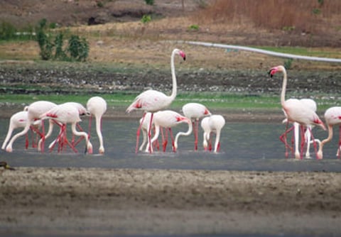 Flamingo