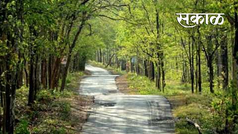 tiger attack on man in ballarpur of chandrapur