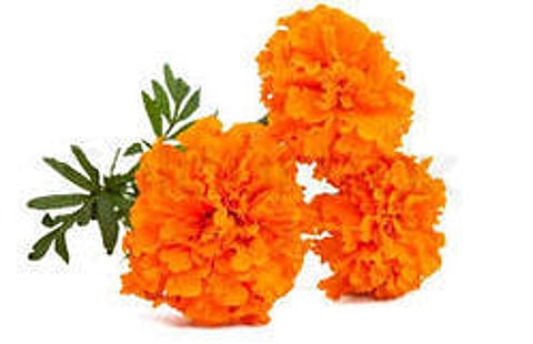 The return rain hit the marigold; Retail sale Rs. 120 per kg