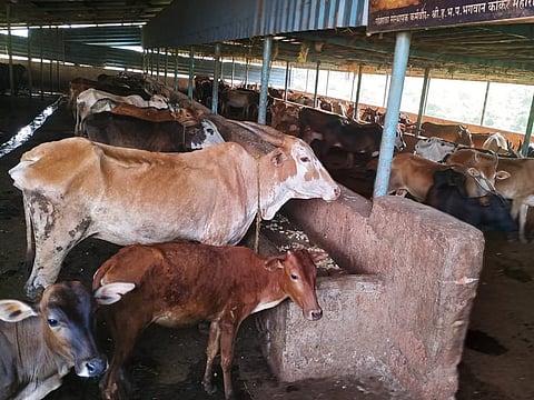Hundreds of tons of fodder brought for cattle were burnt by unknown persons