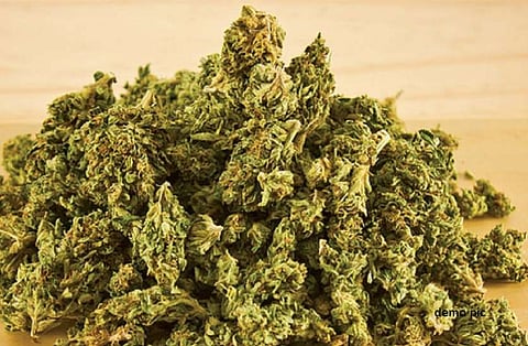 ganja