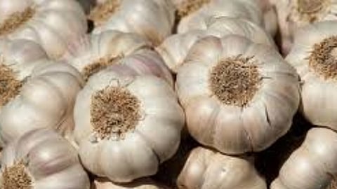 garlic