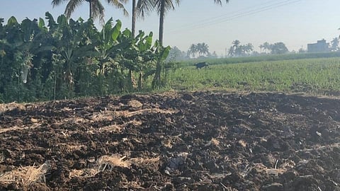 bison seen in kandarwadi village people fear incidence in sangli