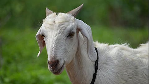 Goat