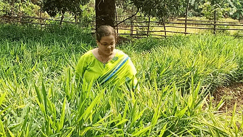 success story to ratnagiri rele village suvarna vaidya