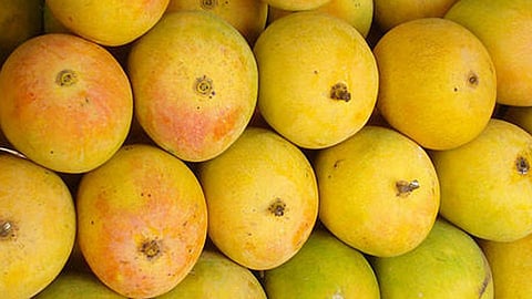 hapus-mango