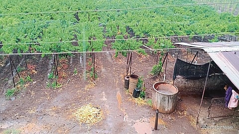 heavily rained in Kasbe Sukene area nashik marathi news