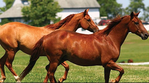 horse
