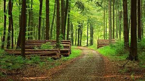 Maharashtra has the highest forest rights allocation in the country