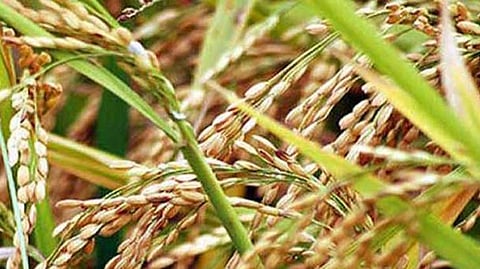 Kharif crop