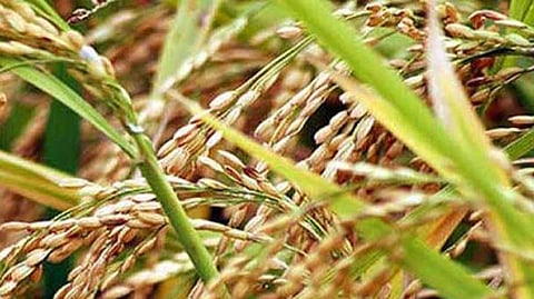 Kharif crop