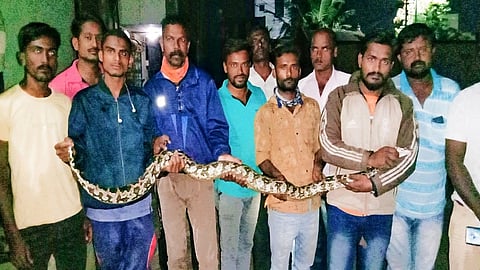 large python of eight to nine feet found on Latwade Road in Bhadole