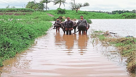 Safe place for animals; Rapid migration of families