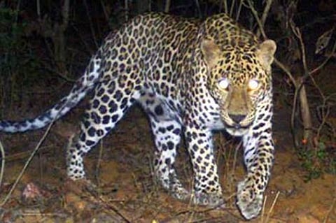 leopard