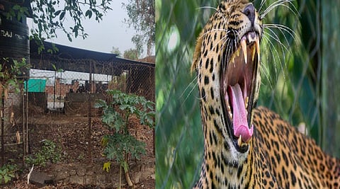 leopard sinner 2.png