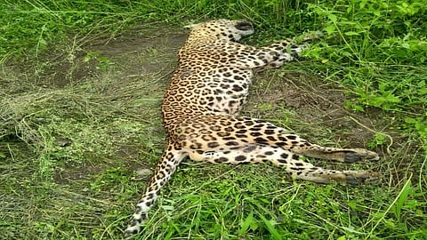 leopard was found dead base of the sonewadi fort