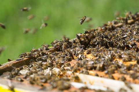 Bee attack on tiger search squad in Chandrapur district