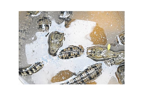 Increasing Number Of Crocodiles In Khidrapur Area Kolhapur Marathi News