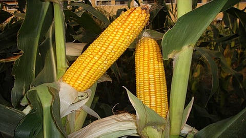 maize price down.jpg