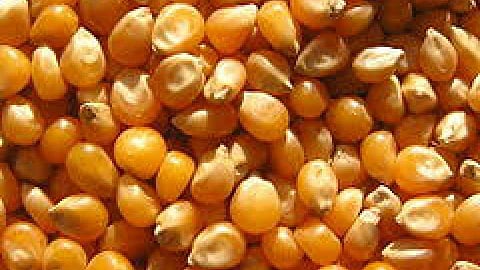Quota for the state ended Maize shopping center closed in Solapur district