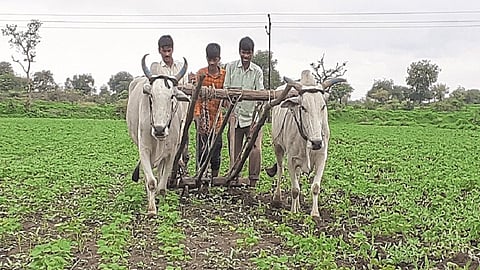 मंठा : उगवण झालेल्या खरीप पिकाची कोळपणी करताना शेतकरी.
