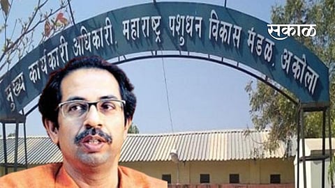 Akola Political News Livestock Development Board office dispute in the Chief Ministers court