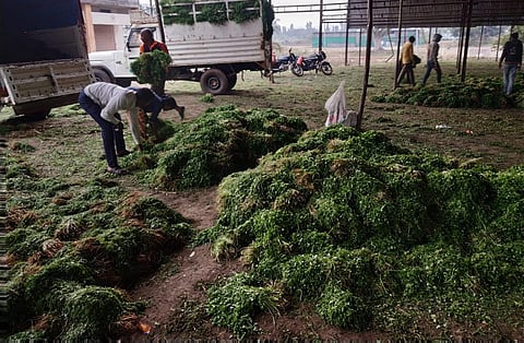 विक्रीसाठी आणलेली कोथंबीर, मेथी बाजारात सोडून धरला घराचा रस्ता