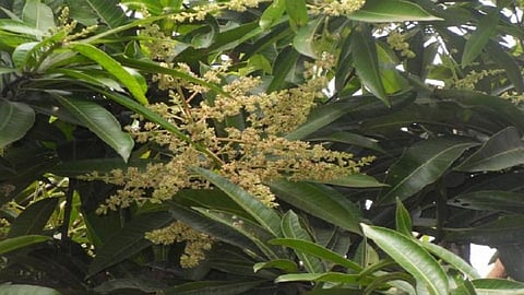 Crops of Mangos are damaging due to bad weather in Nagpur