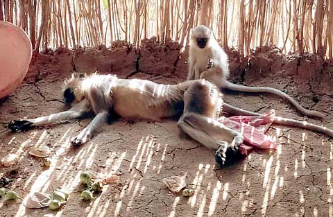 monkey killed in dogs attack in pathrot of amravati